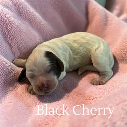 Black Cherry - Blue roan female Cockapoo puppy in Ellenburg Center, New York from Kristin's Puppies