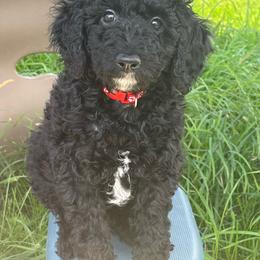 Ivy - Black female Poodle puppy in Caldwell, Idaho from Treasure Valley Poodles