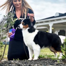 Miniature American Shepherd puppies from Deuce's Den