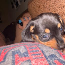 Tater Tot - Black and tan male Dachshund puppy in Madisonville, Texas from Little B’s Dachshund Farm