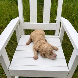 Hazelnut - Parti male Goldendoodle puppy in Milan, Georgia from Cherokee Rose kennels