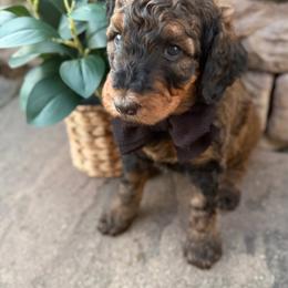 Boy 1 - Brown male Poodle puppy in Mc Bain, Michigan from The Dog House