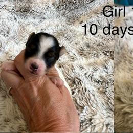 Girl 1 - Black tan and white female Biewer Terrier puppy in Chester, South Carolina from Classic Biewers