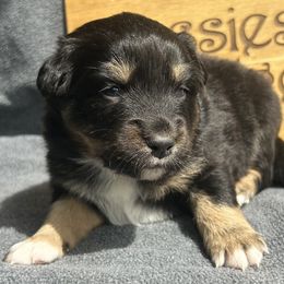 Rein - Black tri-color female Australian Shepherd puppy in Litchfield, New Hampshire from Aussies Edge Farm