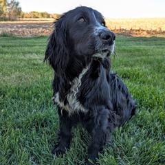 Jack - English Cocker Spaniel