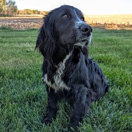 Jack - English Cocker Spaniel