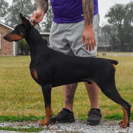 Cash - Black and rust male Doberman Pinscher puppy in Lafayette, Louisiana from Indah Lux Dobermans