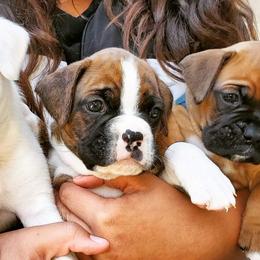 Boxers from Bayla Belle's Boxers
