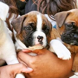 Boxers from Bayla Belle's Boxers