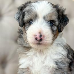 Quarter - Blue merle female Aussiedoodle puppy in Granbury, Texas from Triple Cross Doodles