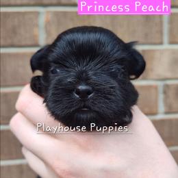 Princess Peach - Black female Shih Tzu puppy in Lebanon, Missouri from Playhouse Puppies