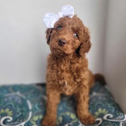 Blue Bell - Red  Goldendoodle puppy in Arkansas from Dapper Doods