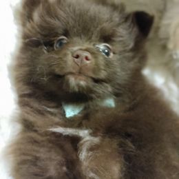 Pomeranian Puppies from Cutie Poms