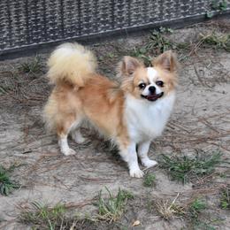 Sima - Chihuahua