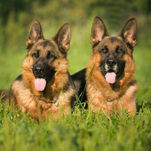 German Shepherd