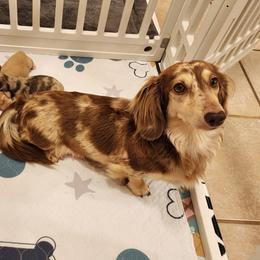 Gemini - Dachshund
