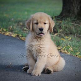 Golden Retriever Puppies from SunKissed Golden Retrievers