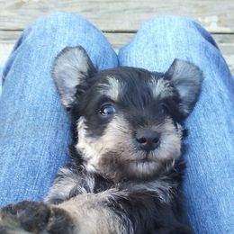 Miniature Schnauzer and Poodle Puppies from Schaible Schnauzers