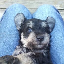 Miniature Schnauzer and Poodle Puppies from Schaible Schnauzers