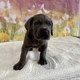 Piper - Gray female Cane Corso puppy in Loogootee, Indiana from Walnut Creek Cane Corso