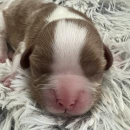 Scooby Doo - Blenheim male Cavalier King Charles Spaniel puppy in Eastvale, California from Furever After Cavaliers
