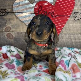 Girl 1 - Dapple Dachshund puppy in New Caney, Texas from Liberty Dachs
