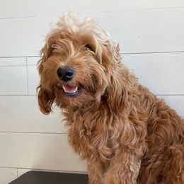 Charlotte - Goldendoodle