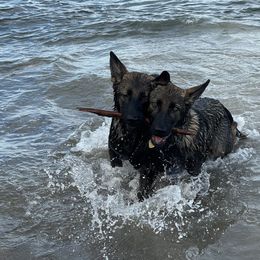 German Shepherd Puppies from Key Star German Shepherds
