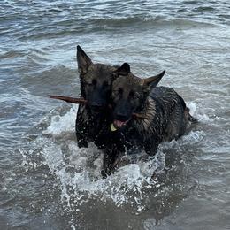 German Shepherd Puppies from Key Star German Shepherds