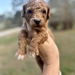 Sprout - Red  male Goldendoodle puppy in Gastonia, North Carolina from Crowders Creek Doodles