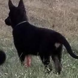 German Shepherds from Karen Outhier's German Shepherds
