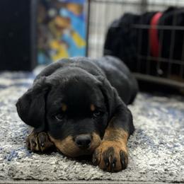 Girl 2 Gray collar (full tail) - Black and rust female Rottweiler puppy in Grand Rapids, Michigan from Rott-Squad Kennels
