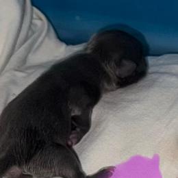 Girl 2 - Blue and white female Chihuahua puppy in Brooklyn, Connecticut from Ladybug Chihuahuas