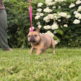 Buffy Jo - Fawn female French Bulldog puppy in Hopkins, Missouri from Mowry Creek Mini Aussiedoodles and More