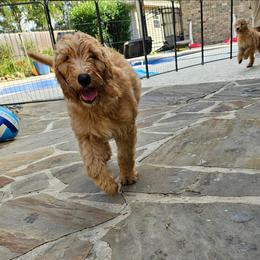 Drizzle - Apricot female Goldendoodle puppy in Lumberton, Texas from SETX Doodle Den LLC