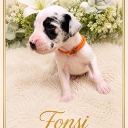 Fonsi - Harlequin male Great Dane puppy in Liberty, New York from Catskills Greatest Danes