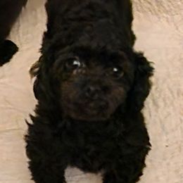 Zorro - Shih Tzu
