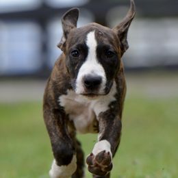 Nefertiti - Brown brindle female American Staffordshire Terrier puppy in St. Augustine, Florida from LBK & Ancient City