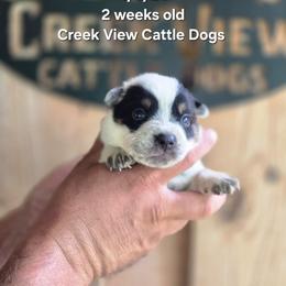 Girl 4 - Blue female Australian Cattle Dog puppy in Monroe, North Carolina from Creek View Cattle Dogs