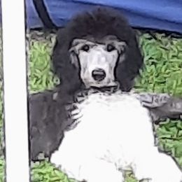 Green collar - Parti female Poodle puppy in Hernando, Florida from Loveablepoodles