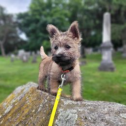Cairn Terrier Puppies from Shining Waters Farm