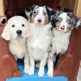 Golden Retriever, Miniature American Shepherd, and Siberian Husky Puppies from HuskiesAndGoldensWithFinesse