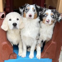 Golden Retriever, Miniature American Shepherd, and Siberian Husky Puppies from HuskiesAndGoldensWithFinesse