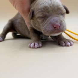 Yellow - Red female Australian Labradoodle puppy in Sacramento, California from Adorable Labradoodle