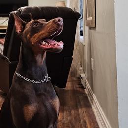 Nikka - Doberman Pinscher