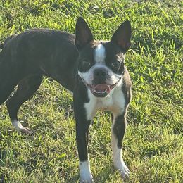 Button - Boston Terrier