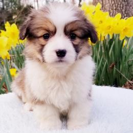 American Corgi and Pembroke Welsh Corgi Puppies from Whimsical Treasure Corgis