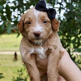 Goldie - Red  female Goldendoodle puppy in Comanche, Texas from Central Texas Doodles, LLC.