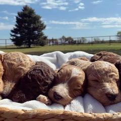 Aussiedoodles, Bernedoodles, Goldendoodles, and Sheepadoodles from V6 Ranch Dogs