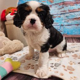 Clay - AKC - Tri-color male Cavalier King Charles Spaniel puppy in Lebanon, Missouri from Leerose Puppies
